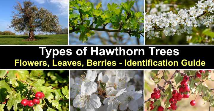 Large-fruited hawthorn: varieties, planting and care