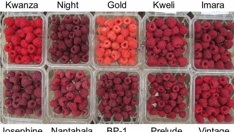 Large-fruited raspberries: varieties