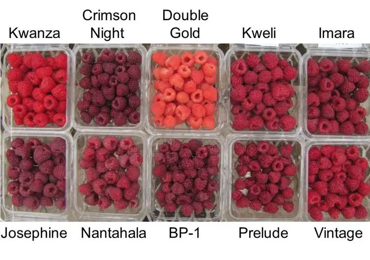 Large-fruited raspberries: varieties