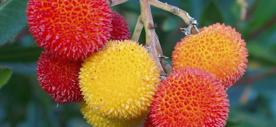 Large-fruited strawberry tree: description