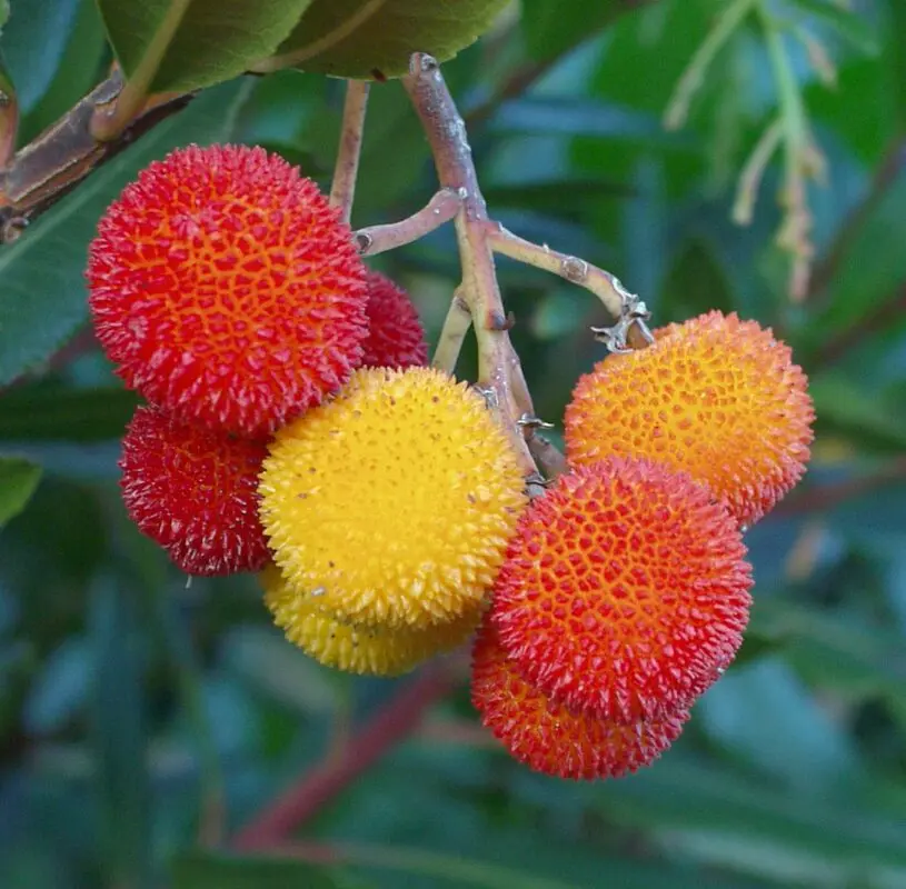 Large-fruited strawberry tree: description