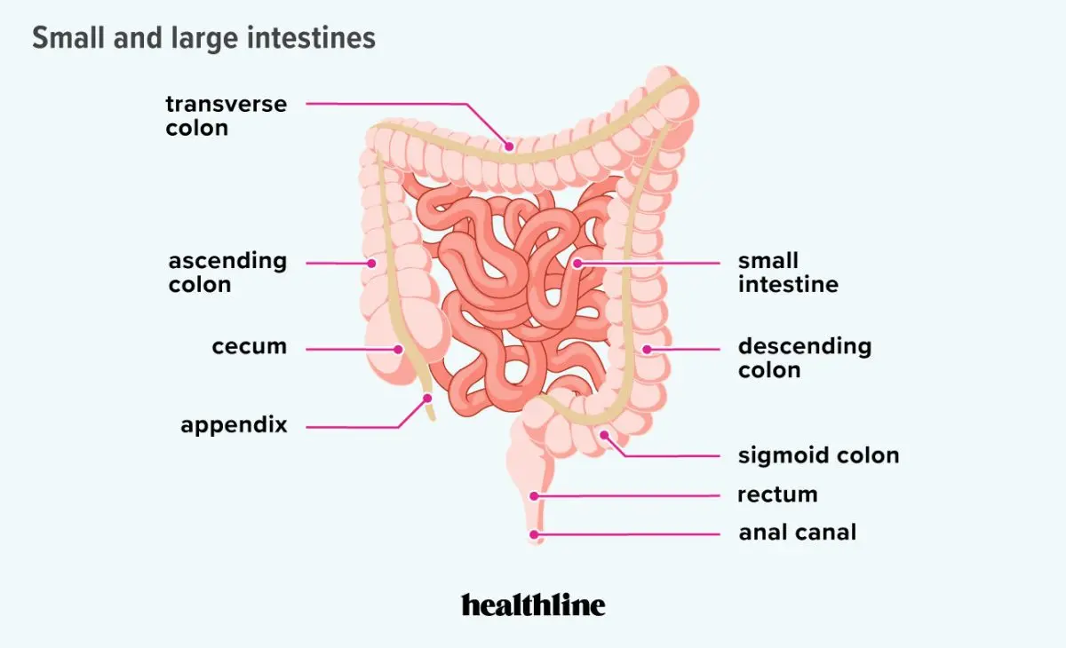 Large intestine