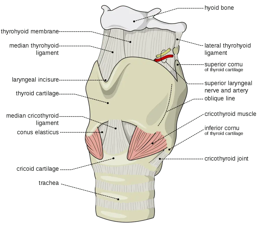 Larynx