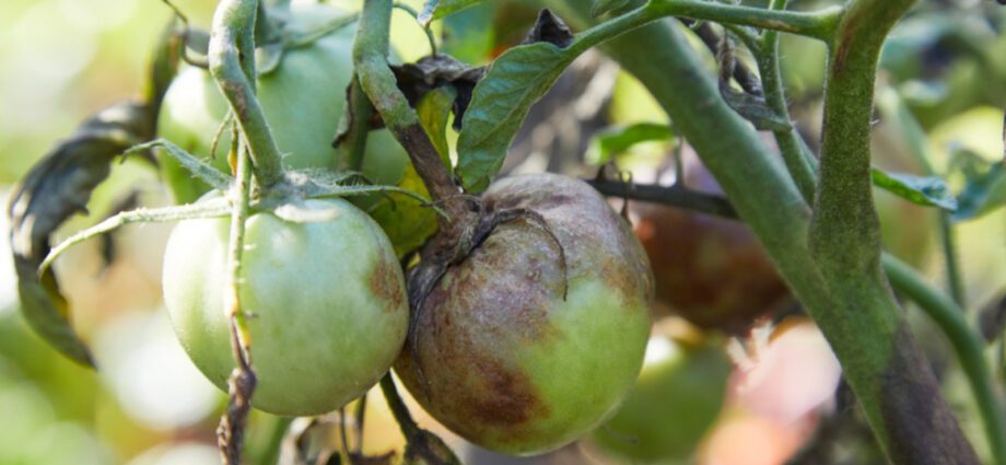 Late blight of tomatoes: treatment