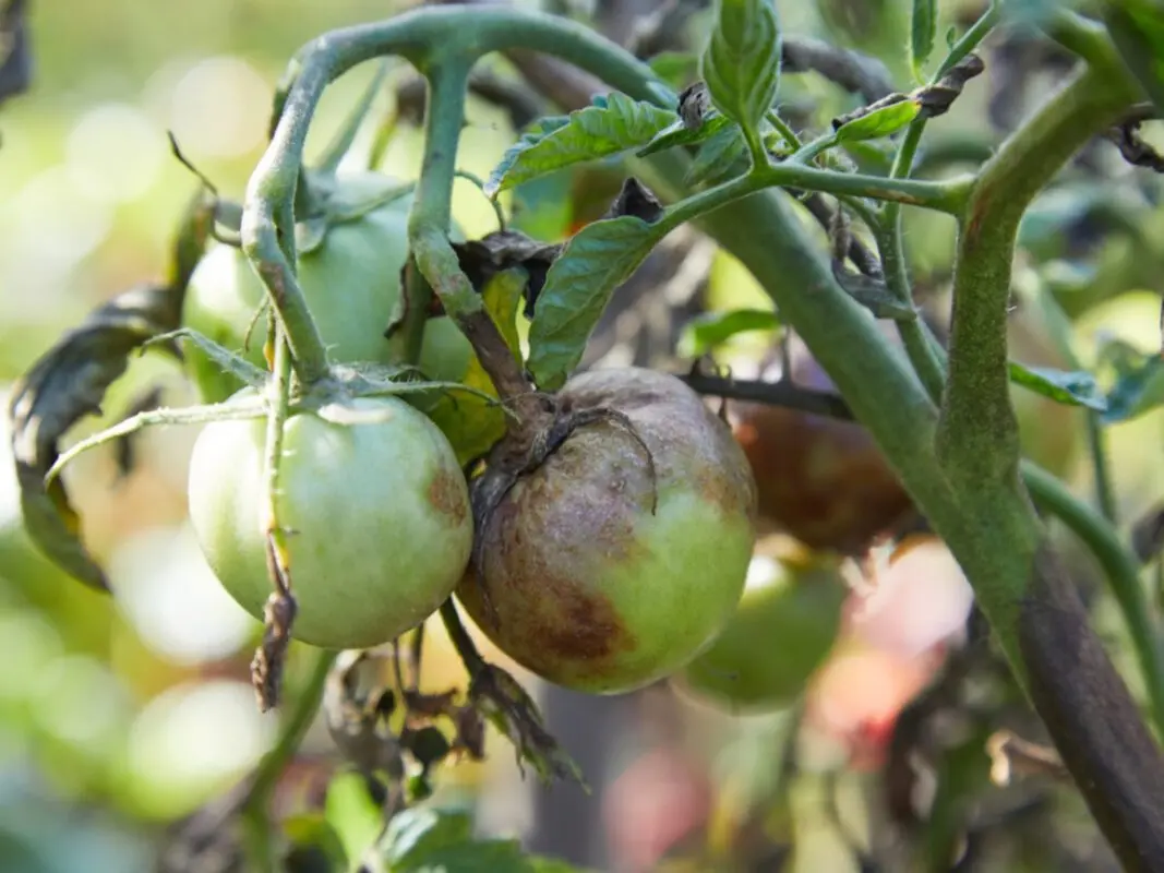 Late blight of tomatoes: treatment