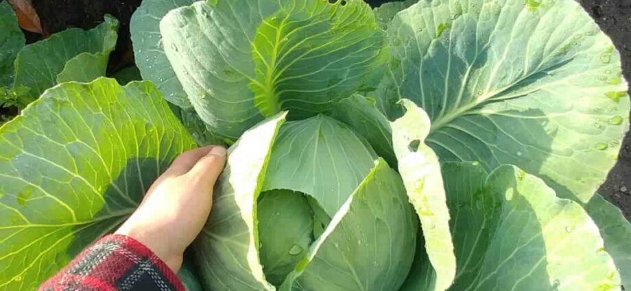 Late cabbage: varieties, planting and care