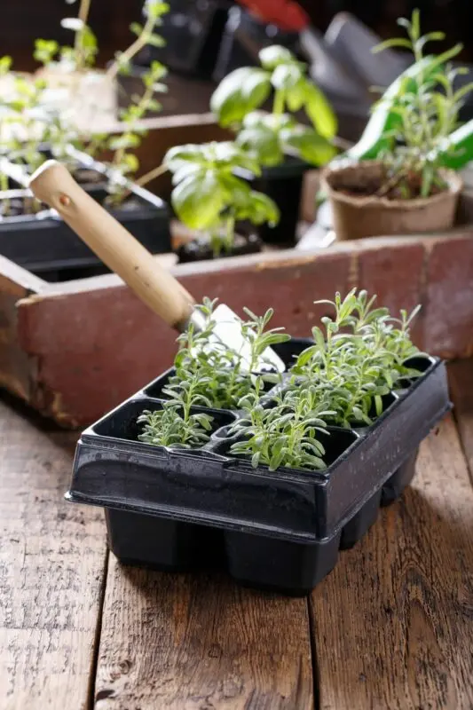 Lavender: grown from seed