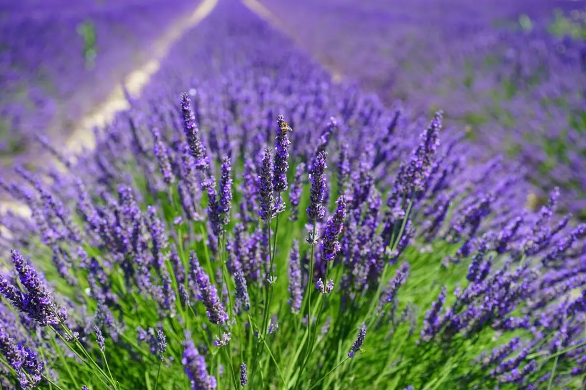 Lavender in the fall: outdoor planting