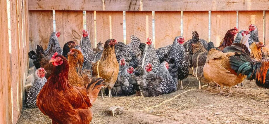 Laying hens: keeping at home