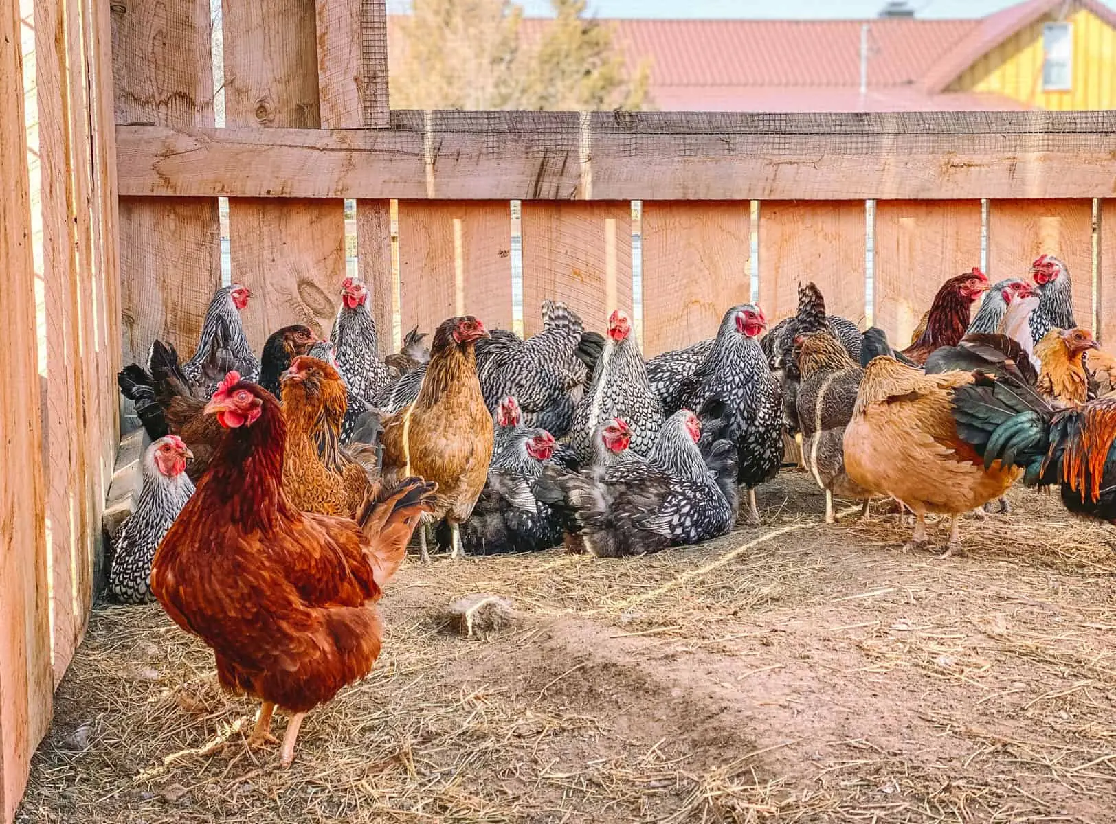 Laying hens: keeping at home