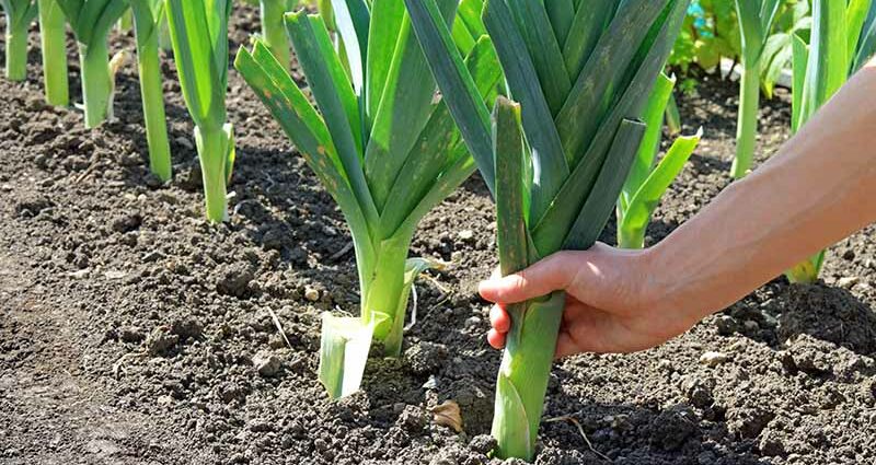 Leek: cultivation, conditions