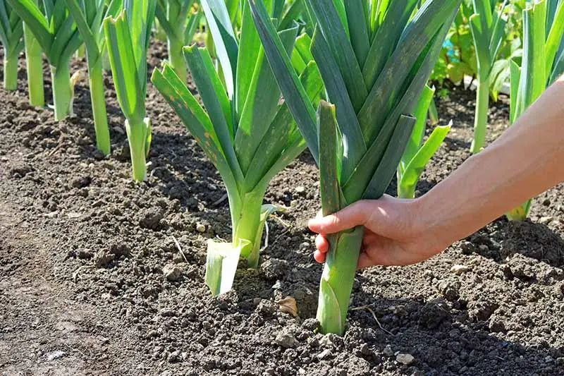 Leek: cultivation, conditions