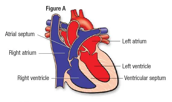 Left ventricle