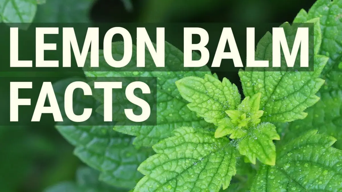 Lemon balm: medicinal and culinary properties. Video