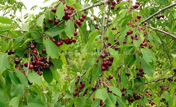 Leningrad cherry: description