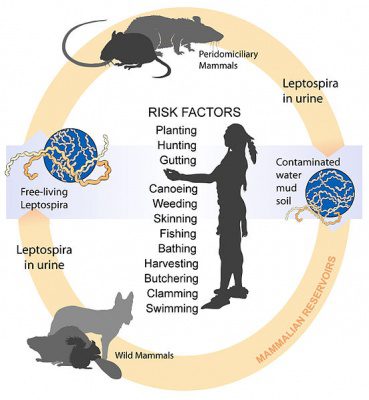 Les causes of leptospirosis
