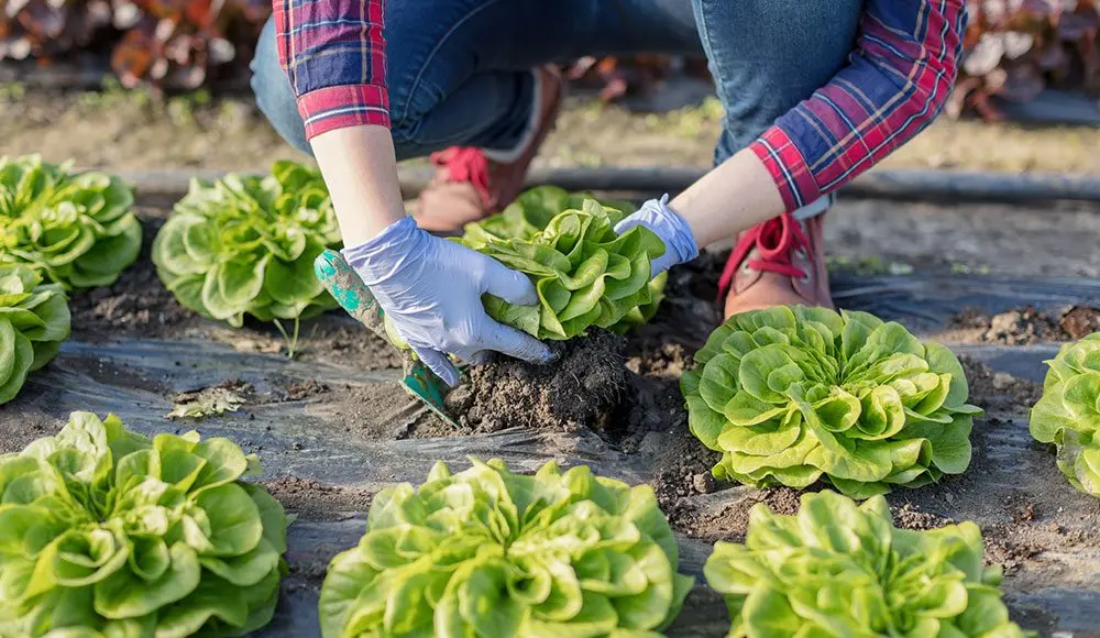 Lettuce: growing in soil