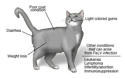 Leucosis: může kočka přenést na člověka?