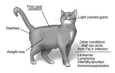 Leucosis: can a cat transmit it to humans?