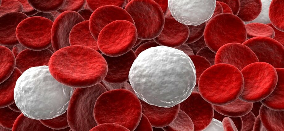 Leukocytes: all you need to know about white blood cells