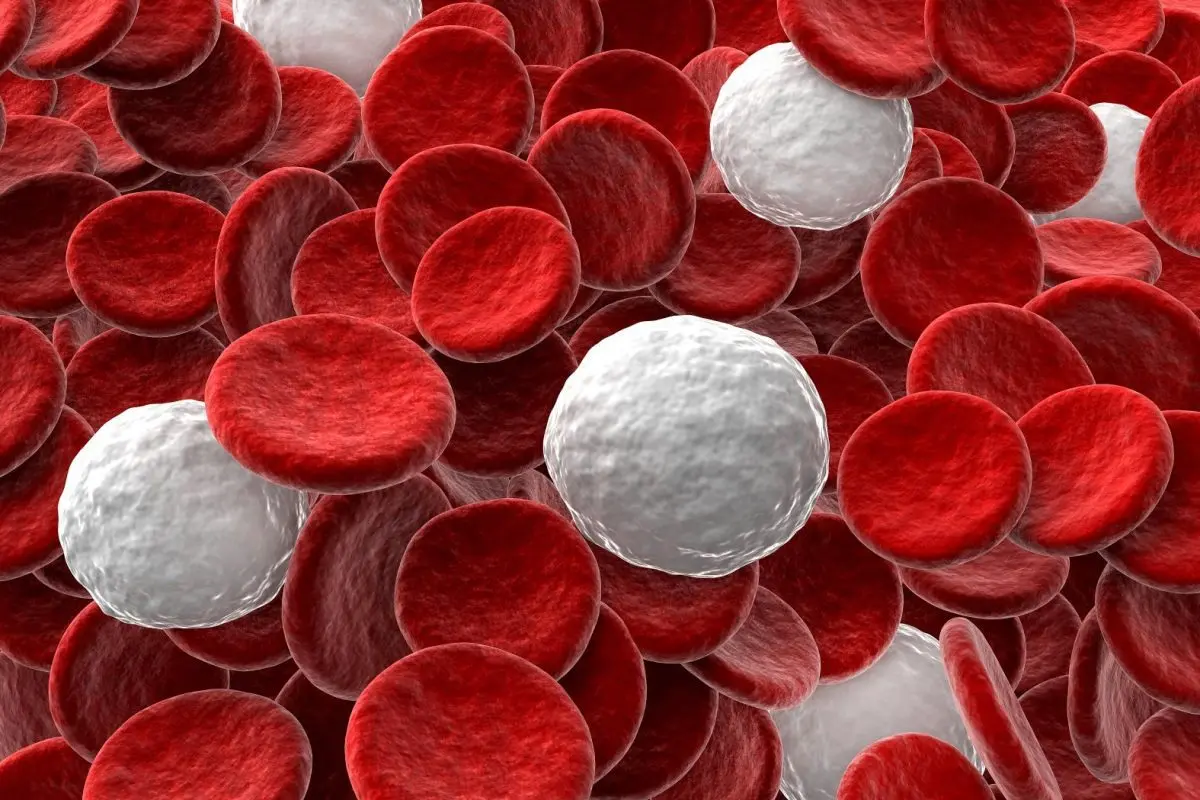 Leukocytes: all you need to know about white blood cells