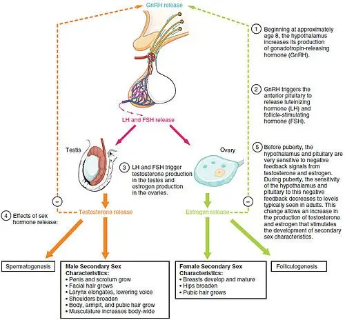 LH or Luteinizing Hormone