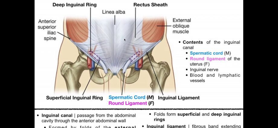Ligament inghinal