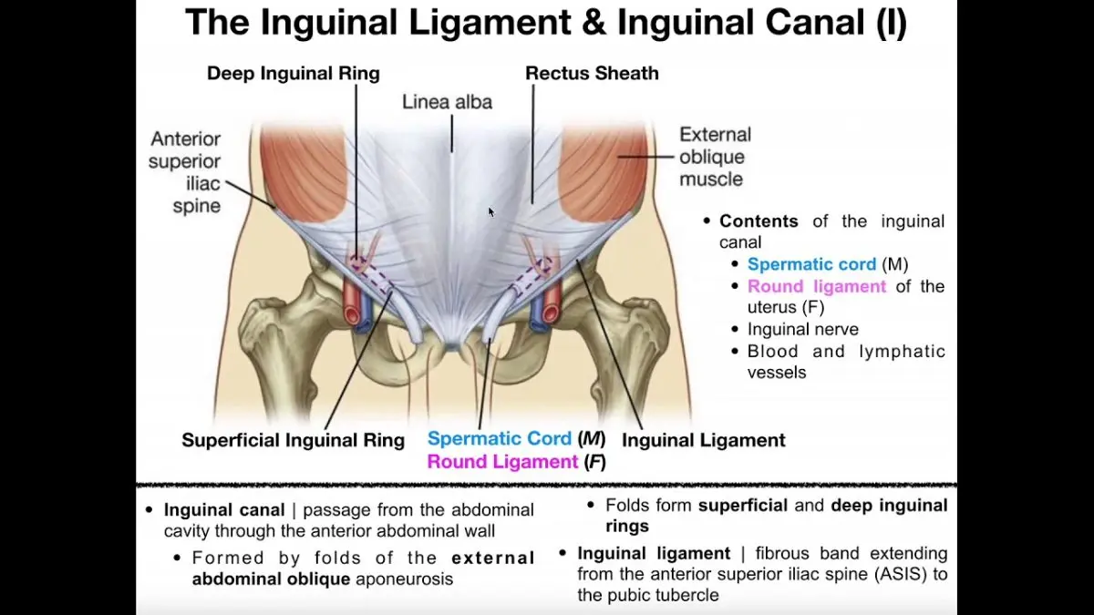 Ligament inguinal