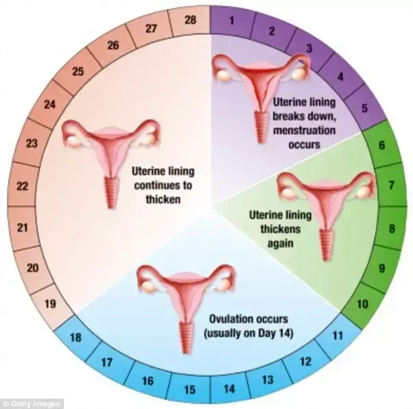 Like a clock: your cycle and chances of conception