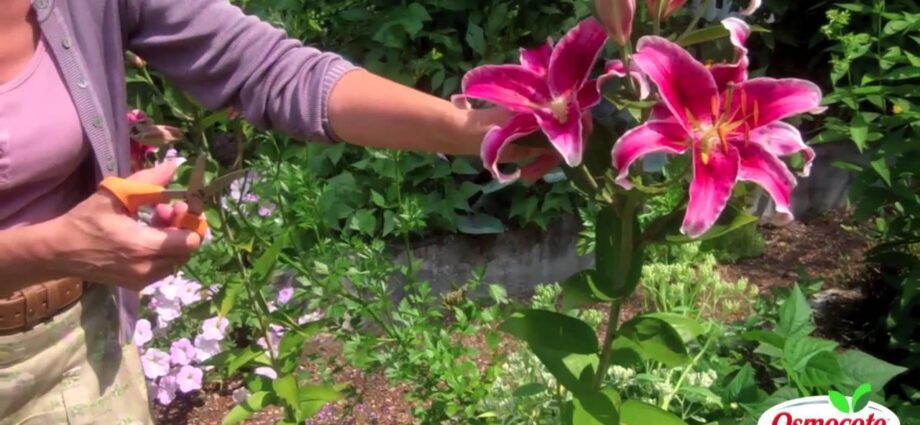 Lilies for the winter: how to prepare flowers? Video