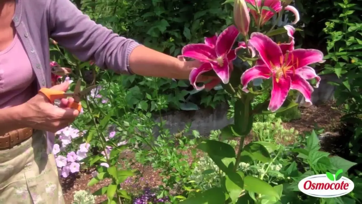 Lilies for the winter: how to prepare flowers? Video