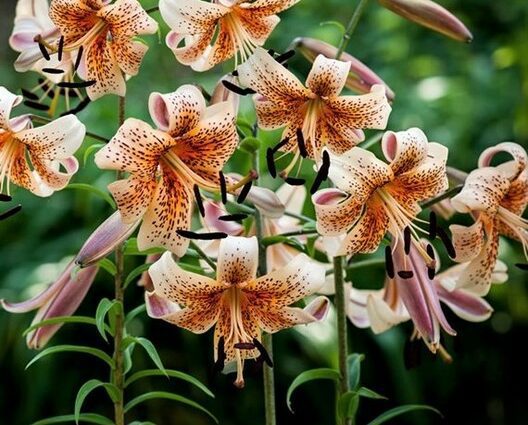 Lily babies: planting in the fall