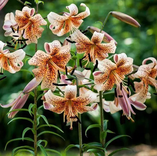 Lily babies: planting in the fall