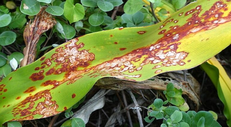 Lily diseases: treatment