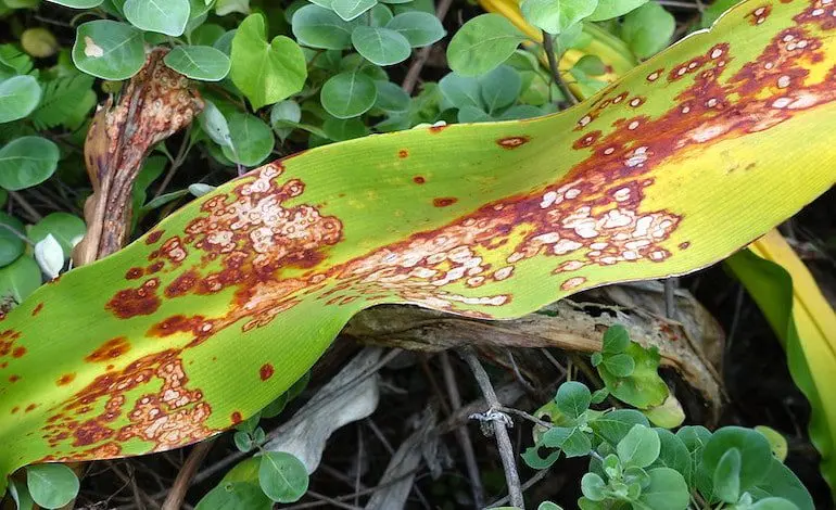 Lily diseases: treatment