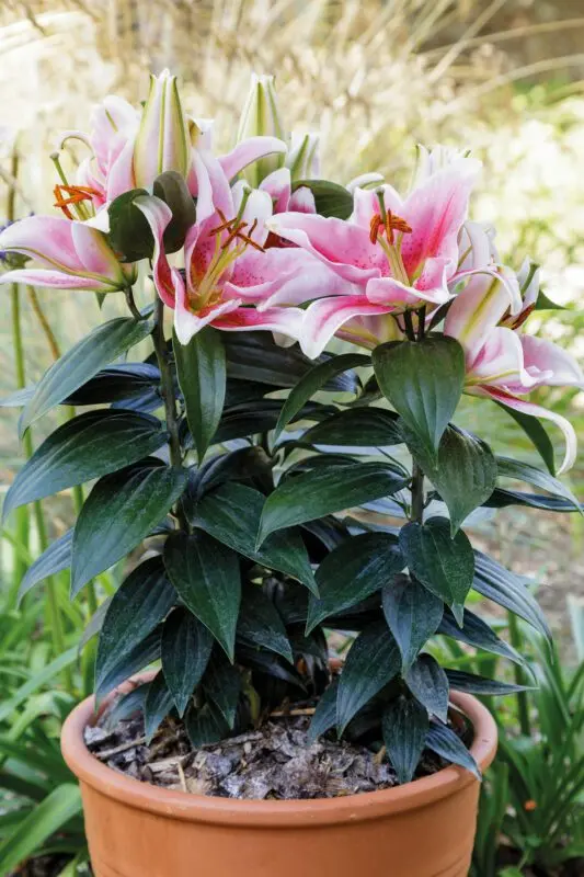 Lily in a pot: care and planting