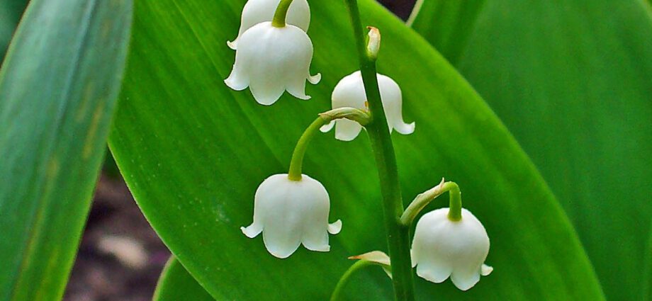 Lily of the valley: description