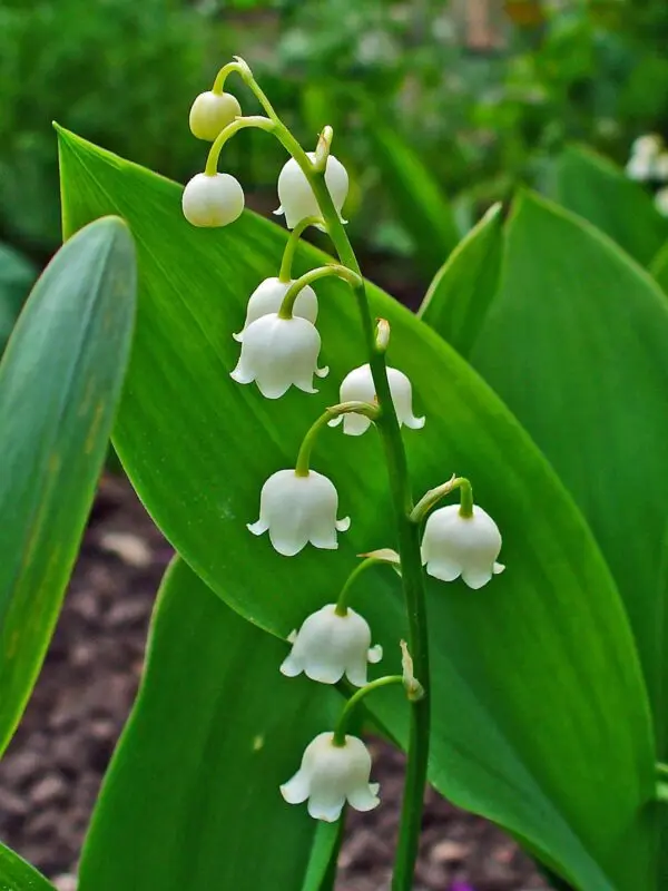 Lily of the valley: description