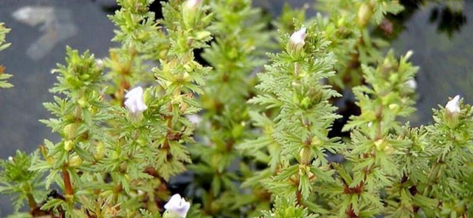 Limnophila planta sitjandi flóru