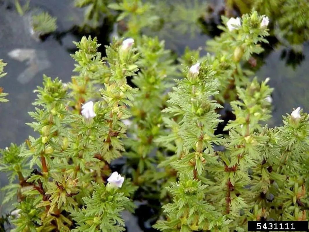 Limnophila plant sessile flowering