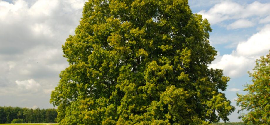 Linden tree: planting, description