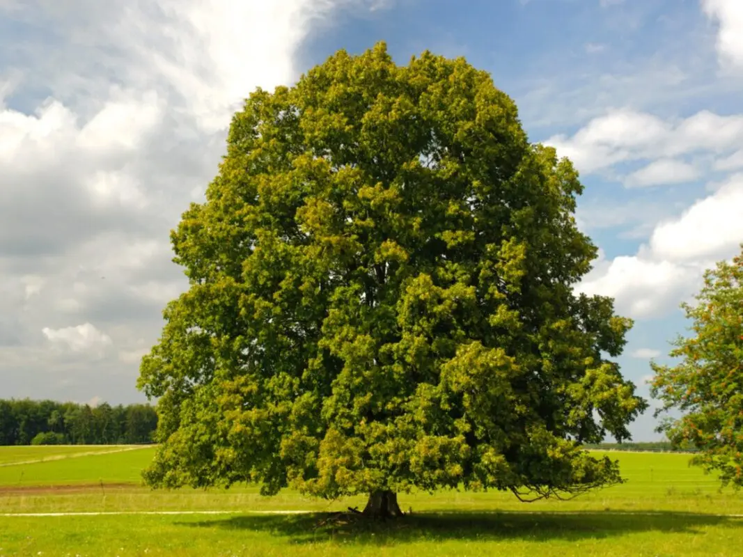 Linden in the fall: planting, transplanting