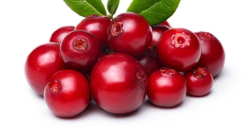 Lingonberry: sifat berguna lingonberry. Foto dan video