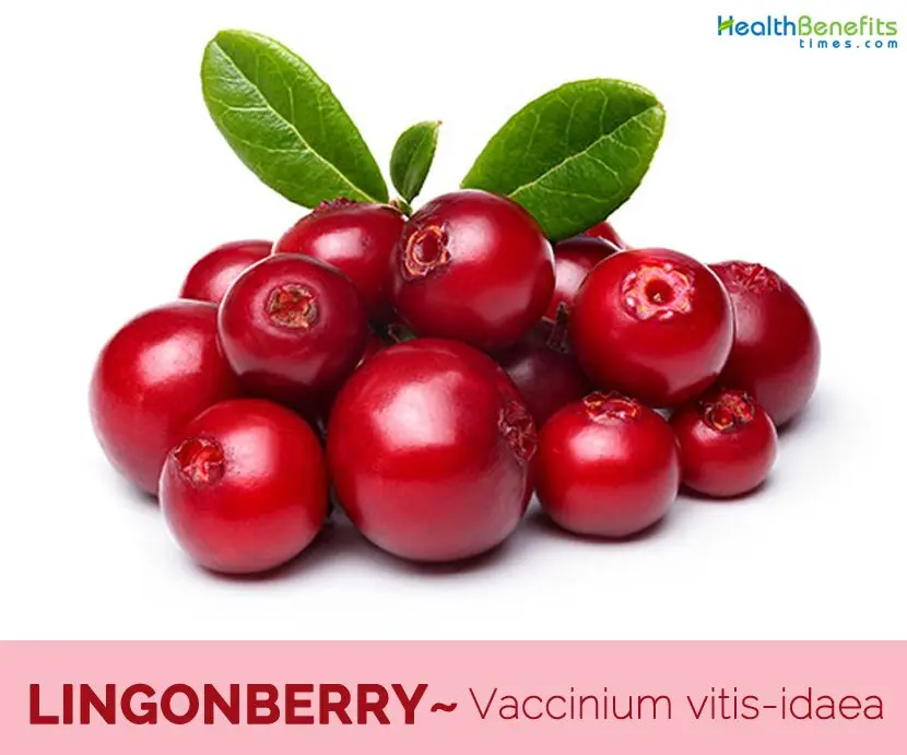 Lingonberry: useful and healing properties. Video