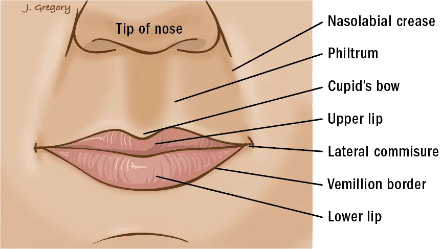 Lip commissure