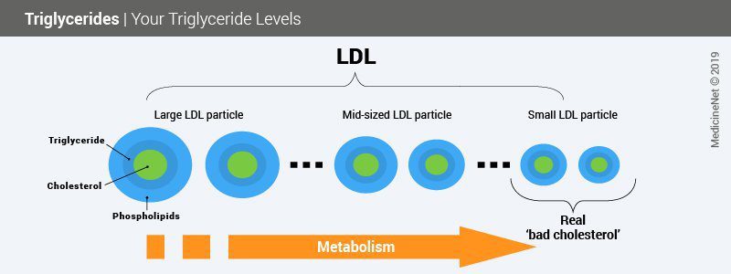 Ravnoteža lipida: holesterol i trigliceridi