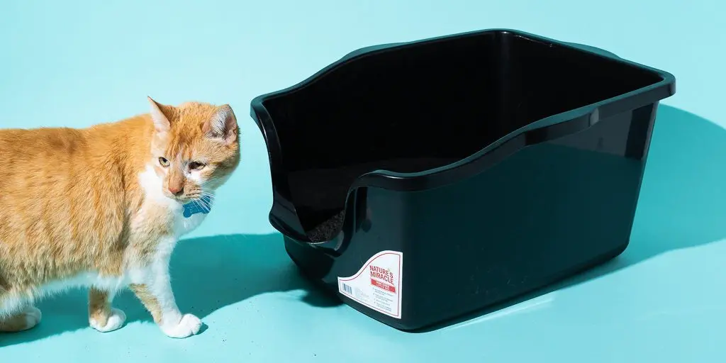 Litter box: which one to choose and how to take care of it?