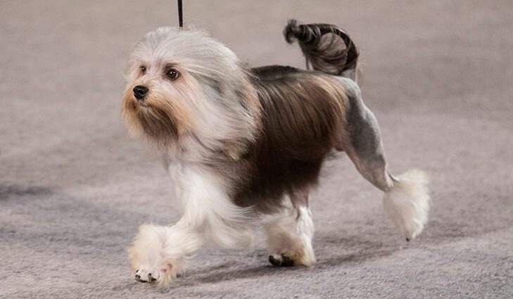 Little Dogs with a Lion Heart: 11 Interesting Facts About Yorkies