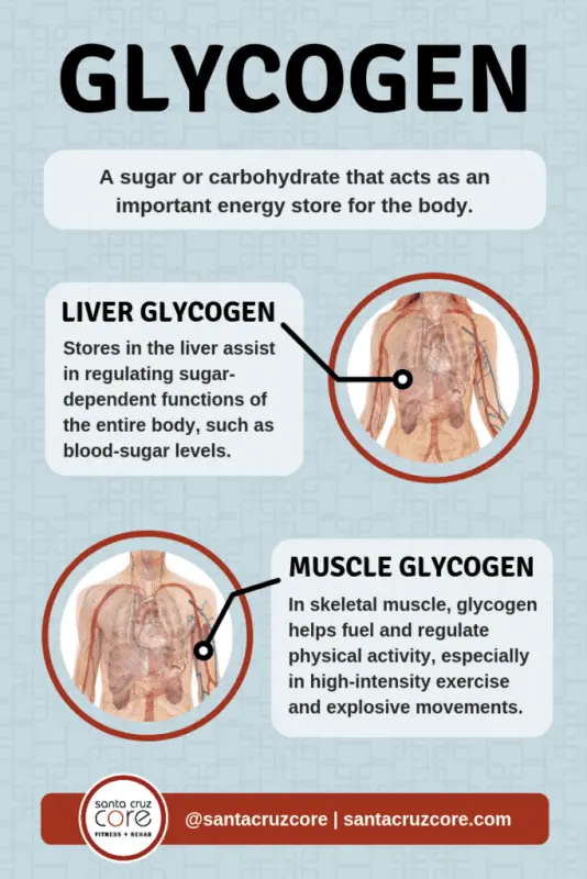 Liver or muscle glycogen: what is it?