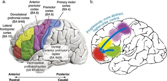 Lobe frontal